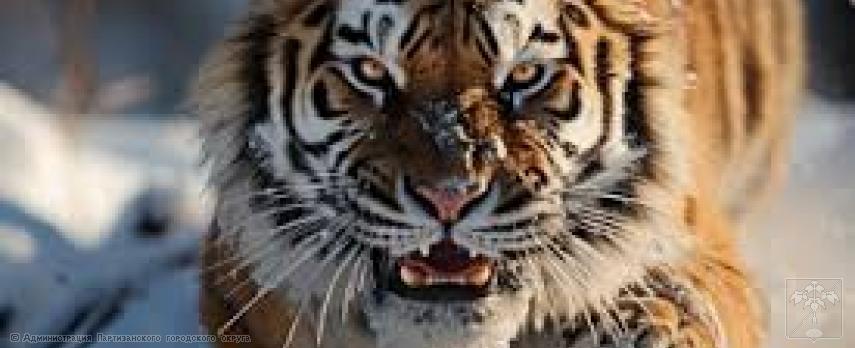 Осторожно ТИГРЫ! Осторожно ТИГРЫ!
