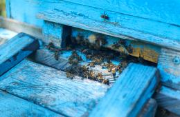 30.05.2025 Пчеловодов предупредят об обработке сельхозугодий в Приморье | Администрация муниципального округа город Партизанск Приморского края Официальный сайт