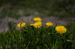 06.05.2022 Более 300 случаев укуса клещей зарегистрировано в Приморье за неделю, сообщает www.primorsky.ru | Администрация муниципального округа город Партизанск Приморского края Официальный сайт