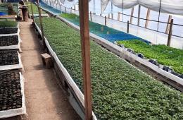 21.04.2022 Перцы, баклажаны и ранний картофель: фермеры Приморья высаживают рассаду благодаря господдержке, сообщает www.primorsky.ru | Администрация муниципального округа город Партизанск Приморского края Официальный сайт