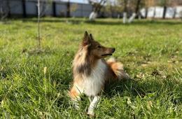 22.05.2025 100 тысяч рублей штрафов за укусы собак выписали в Приморье | Администрация муниципального округа город Партизанск Приморского края Официальный сайт