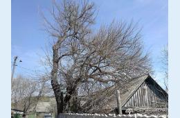 12.03.2021 За спил деревьев- уголовная ответственность | Администрация муниципального округа город Партизанск Приморского края Официальный сайт