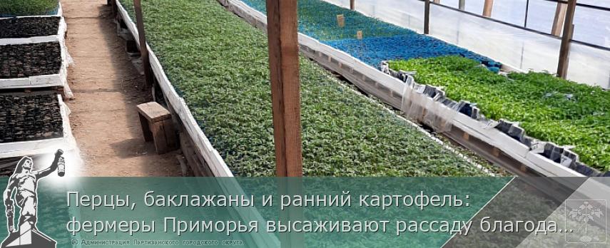 Перцы, баклажаны и ранний картофель: фермеры Приморья высаживают рассаду благодаря господдержке, сообщает www.primorsky.ru | Администрация муниципального округа город Партизанск Приморского края Официальный сайт