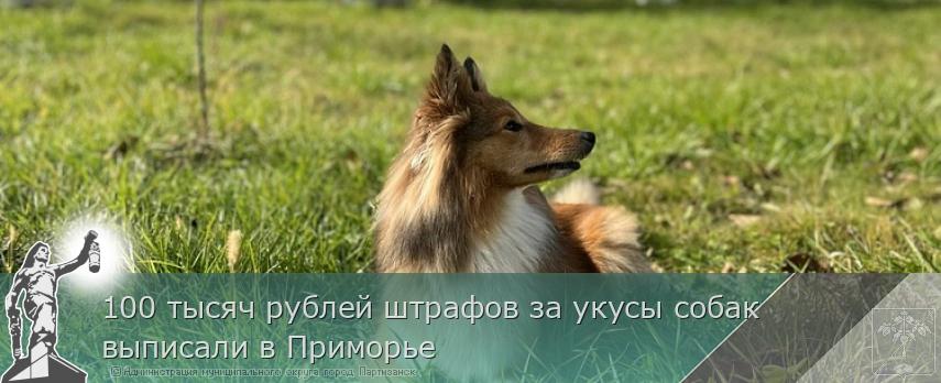 100 тысяч рублей штрафов за укусы собак выписали в Приморье | Администрация муниципального округа город Партизанск Приморского края Официальный сайт