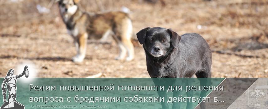 Режим повышенной готовности для решения вопроса с бродячими собаками действует в Приморье. РАЗЪЯСНЕНИЯ, сообщает www.primorsky.ru | Администрация муниципального округа город Партизанск Приморского края Официальный сайт